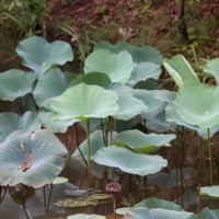 Nelumbo nucifera Gaertn.